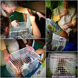 feral-catwisdom101-transfer cage-