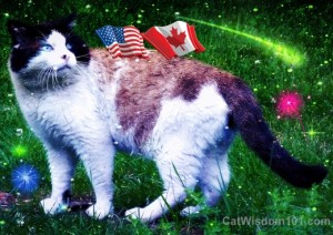 Cat-canada-4th-july-holiday-fireworks-domino