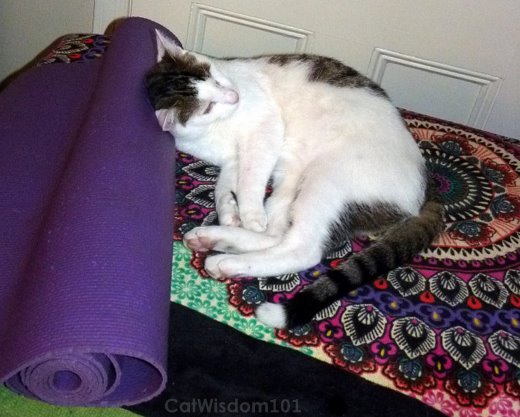 cat-yoga-mat-cute-odin