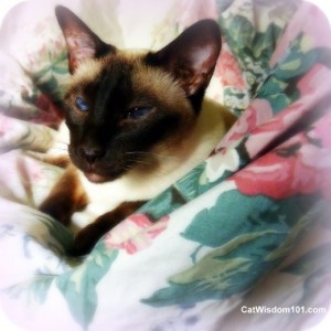 Siamese-foster-cat-ling ling-portrait