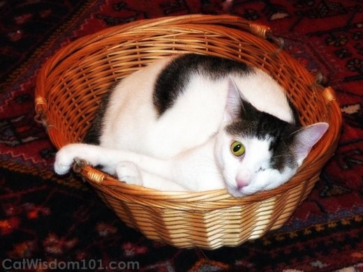 cat-basket-cute-odin