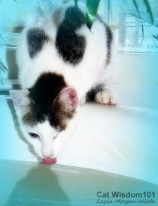 cat-drinking-water-bath-funny