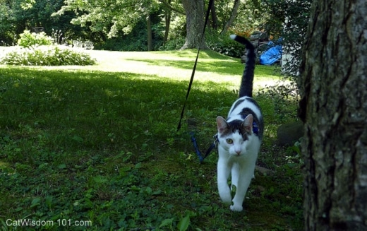 cat-harness-garden-odin-
