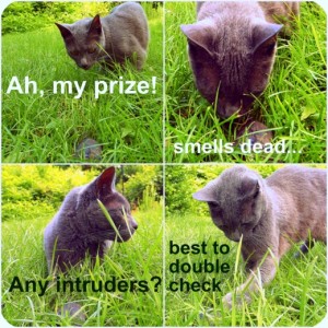 cat-hunting-rodents-humor-mole