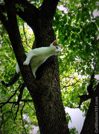 cat-in-tree-climbing-odin