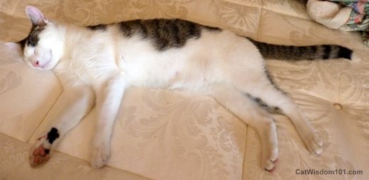 cat-long-hot-summer-odin-napping