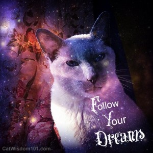 cat-merlin-follow-your-dreams-quote
