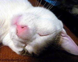 cat-pink-nose-cute-relax-odin-nap