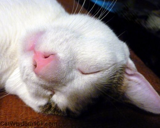 cat-pink-nose-cute-odin