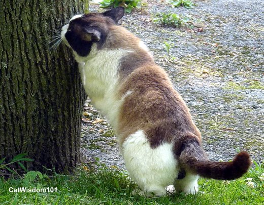 cat-scratching-tree-outdoors-domino-feral