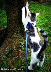 cat-scratching-tree-post