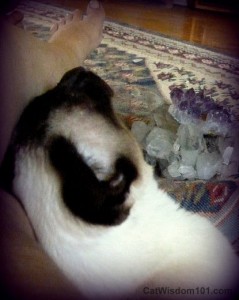 cat-siamese-crystals-healing-ling ling