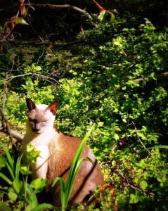cat-siamese-meditating-woods-zen