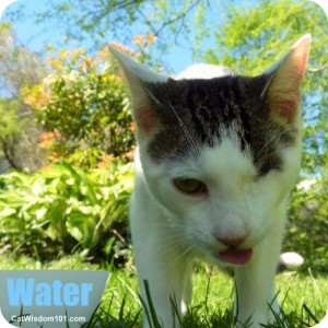 cat-summer-heat-dehydration-water-odin
