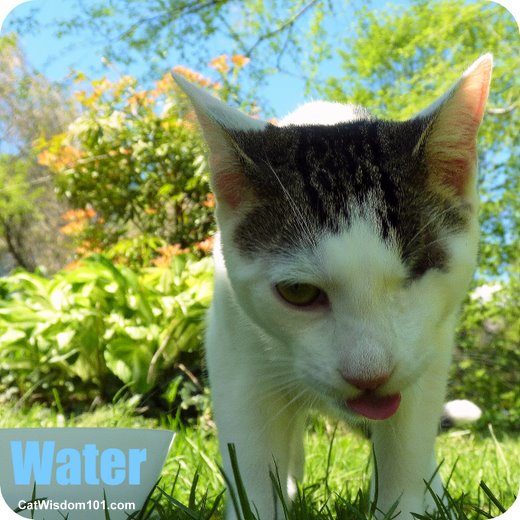 cat-summer-heat-dehydration-water-odin