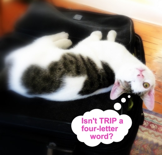 cat-travel-luggage-humor-odin-suitcase