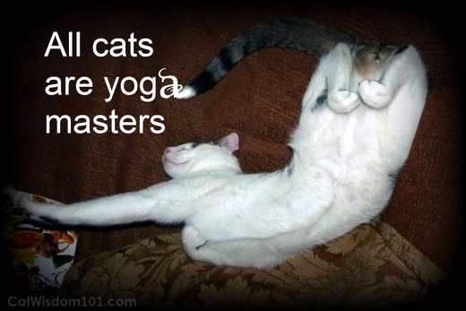 cat-yoga-humor-quote