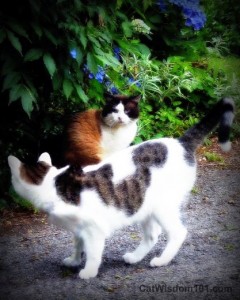 cats-playing-odin-domino-garden-hydrangeas