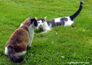 cats-talking-playing-wisdom-domino-odin