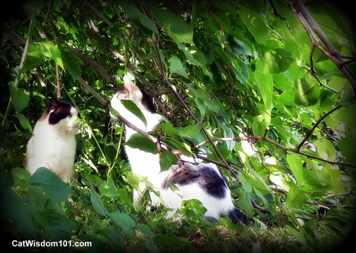 cats-talking-woods-meeting-domino-odin