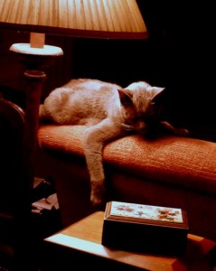 gris gris-lounging-cat-sofa