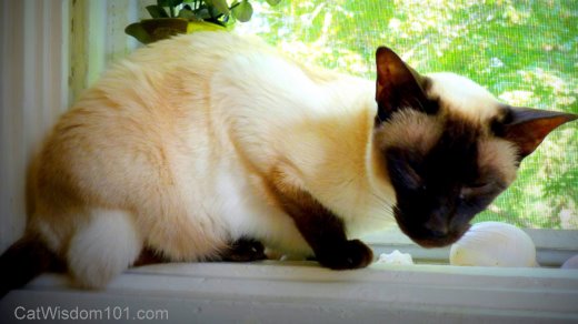 Siamese-foster-cat-ling ling