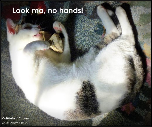 look ma no hands-cat-odin-catnip