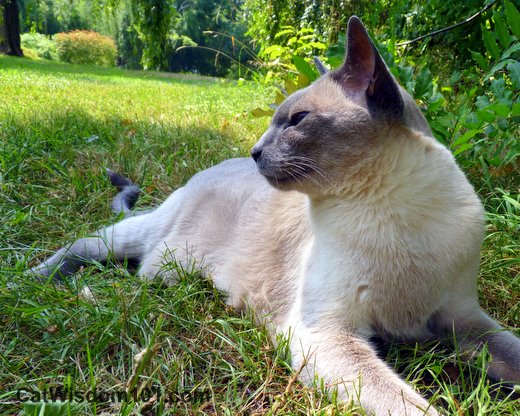 merlin-cat-lawn-summer-sunbathing