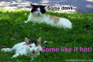 quote-some-like-it-hot-cats-domino-odin