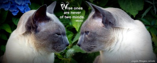 wise-cat-quote-wisdom 101-merlin