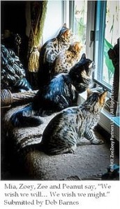 cat-wisdom 101-zee-zoey--blogpaws-caption-contest-winner