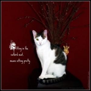 Cat-sitting-pretty-quote-catbird-wisdom-odin
