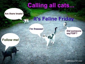 Feline-friday-follow-cats-TGIF