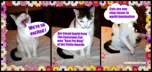 blogpaws-pettie-winner-conscious-cat-best-pet-blog