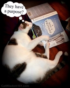 book-dogs-purpose-cameron-cat-cute-caption