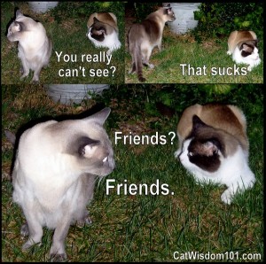 cat-friends-humor