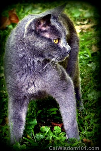 cat-gris gris-gray-alert-ears