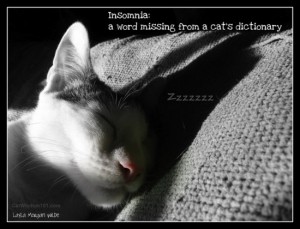 cat-insomnia-quote-cute-odin