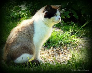 cat-portrait-outdoors-feral-domino