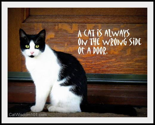 cat-quote-wrong-side-door
