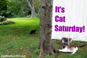 cat-saturday-caturday-outdoors