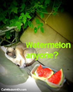 cat-watermelon-swing-party-siamese