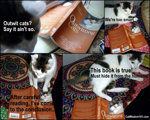 cat-wisdom-cute-book-outwitting-cats-odin