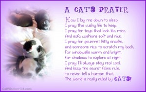 cat's prayer-humor