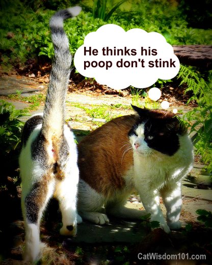 cute-cat-poop-shit-don't-stink-quote