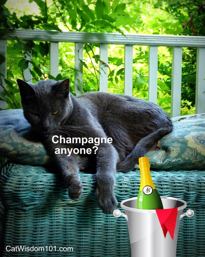 debonair-cat-champagne-cute-poster-gris gris