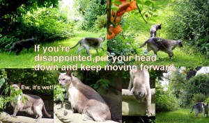 disappointment-quote-move-forward-cats