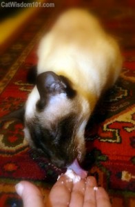 foster-cat-siamese-assistance-hand-feeding