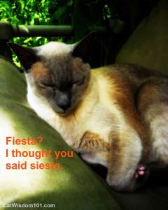 funny-cat-fiesta-siesta-siamese-napping