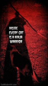 inside-every-cat-is-a ninja-warrior